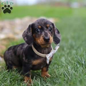 Lila, Dachshund Puppy